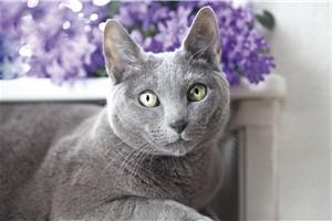 Cat on Radiator