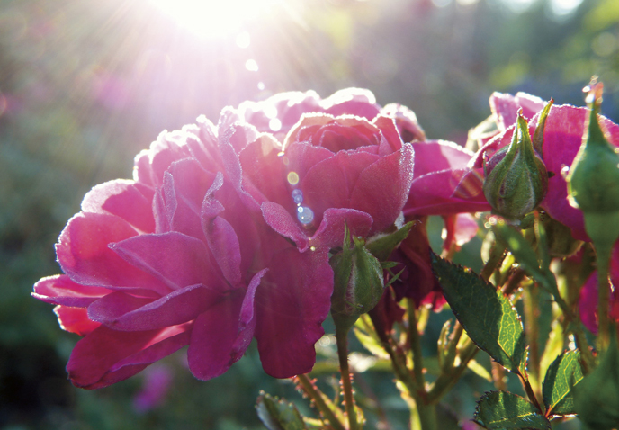 Den lysende  «middagsblomsten»