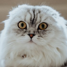 katt