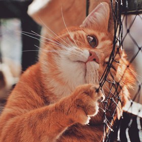 katt